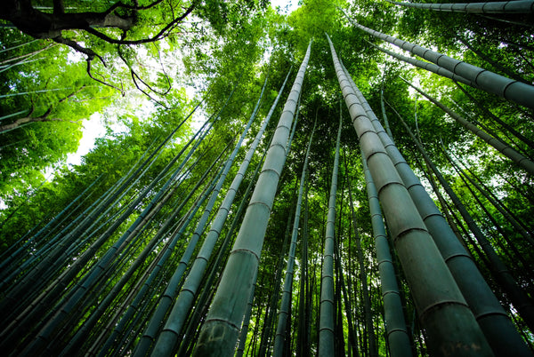 Bamboo Name Badges: The Sustainable Choice That Doesn’t Cost The Earth